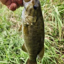 スモールマウスバス