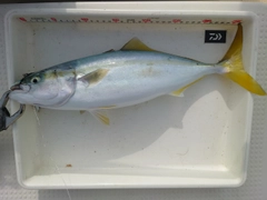 フクラギの釣果