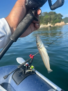 キスの釣果