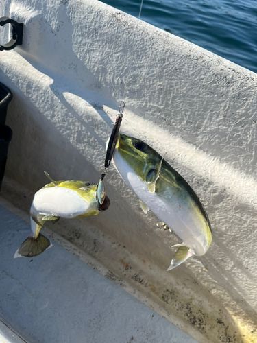 タイの釣果
