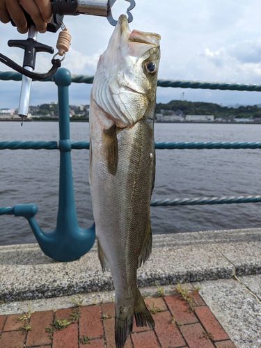 スズキの釣果