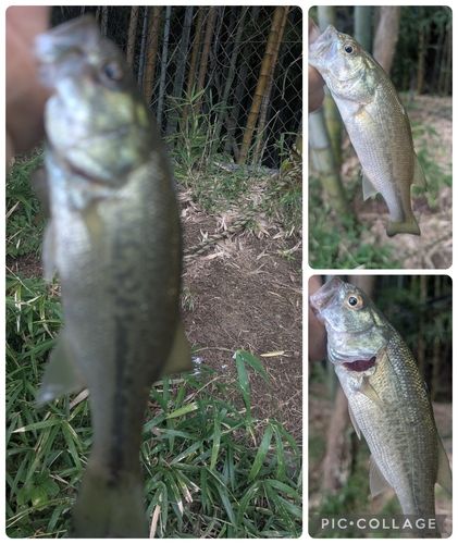 ブラックバスの釣果