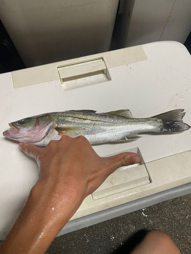 セイゴ（マルスズキ）の釣果