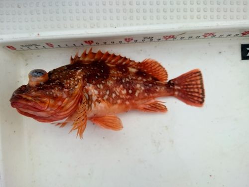 カサゴの釣果