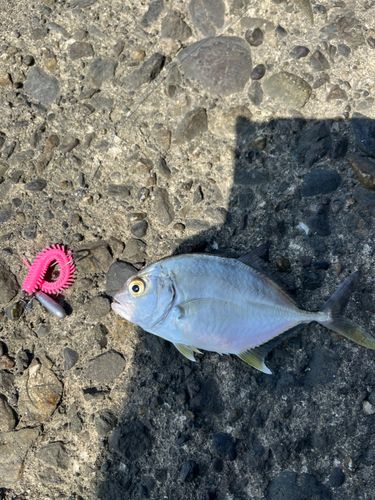メッキの釣果