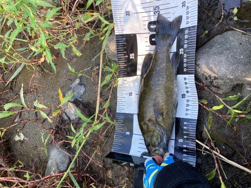 スモールマウスバスの釣果