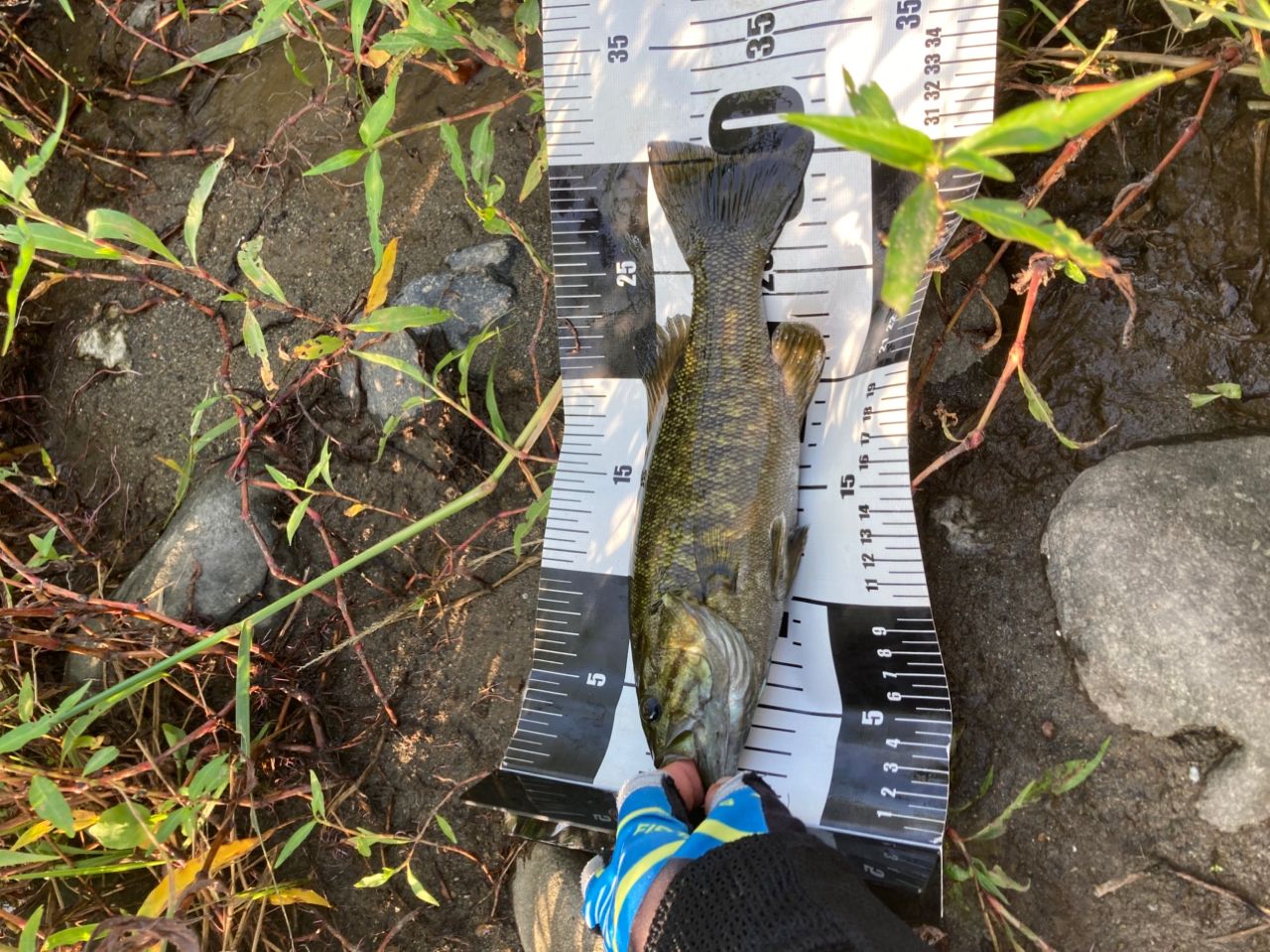 スモールマウスバス