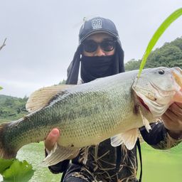 ブラックバス