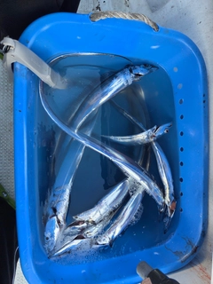 タチウオの釣果
