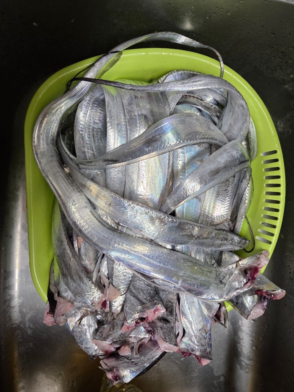 お父さんアングラー4036550さんの釣果 2枚目の画像