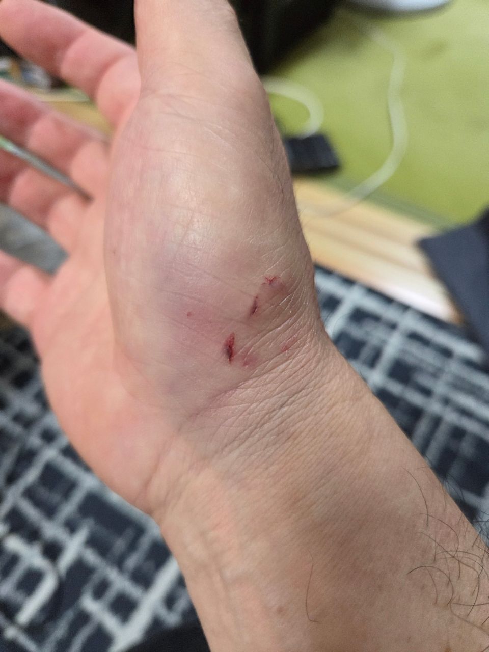 お父さんアングラー4036550さんの釣果 3枚目の画像