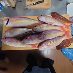 イトヨリダイの釣果