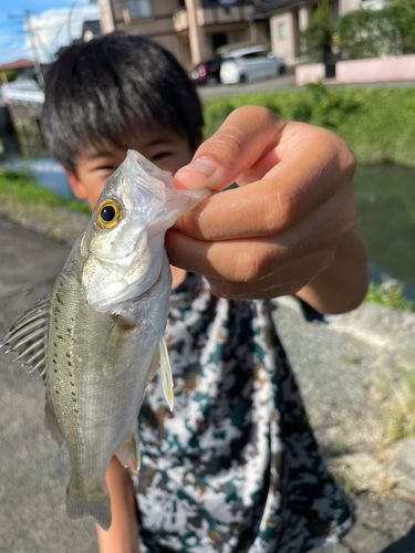 セイゴ（タイリクスズキ）の釣果