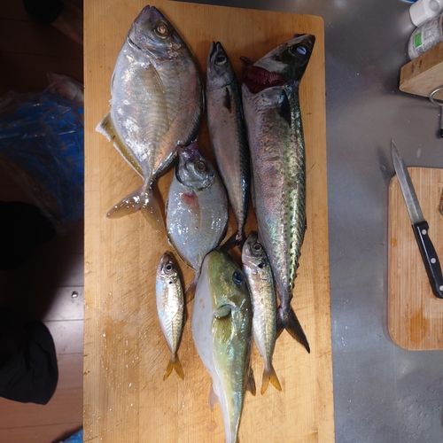 サバの釣果