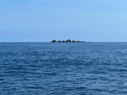 ハガツオの釣果