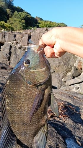 ティラピアの釣果