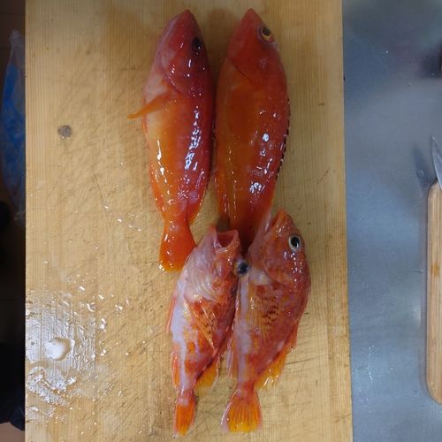 アカハタの釣果