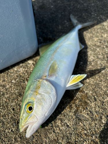 コゾクラの釣果