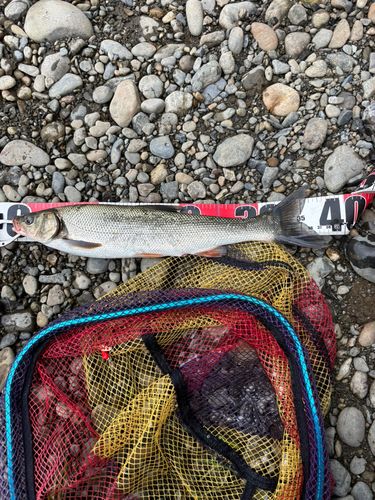 ウグイの釣果