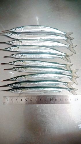 サヨリの釣果