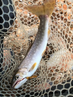 アメマスの釣果