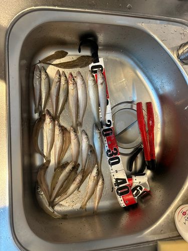 キスの釣果