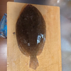 カレイの釣果