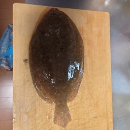 カレイ