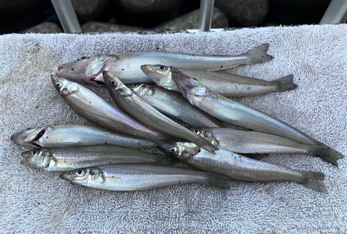 シロギスの釣果