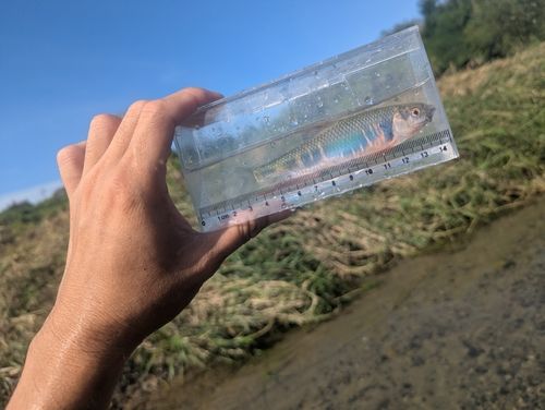 オイカワの釣果