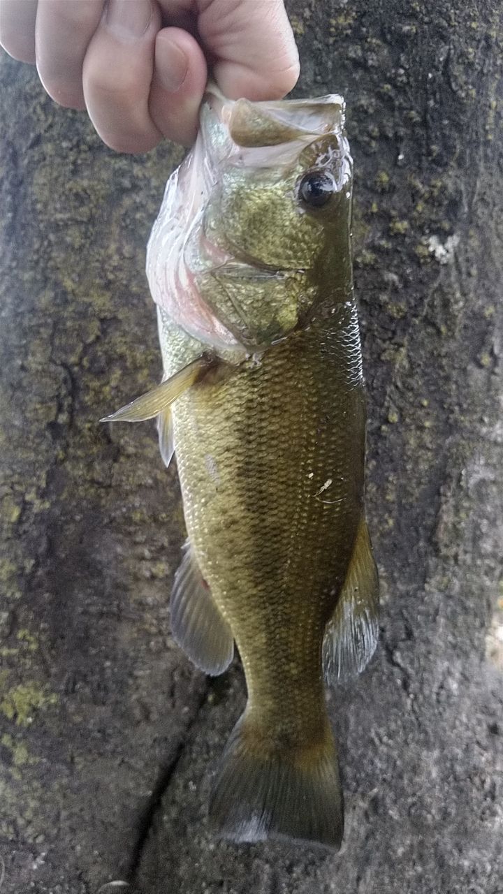 ラージマウスバス