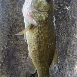 ラージマウスバス