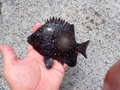 イシガキダイの釣果