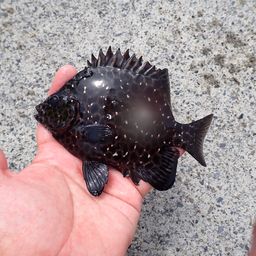イシガキダイ