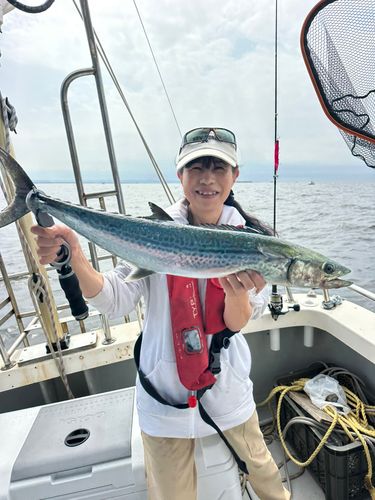 サワラの釣果