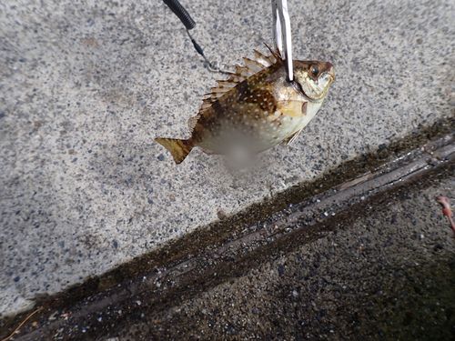 アイゴの釣果