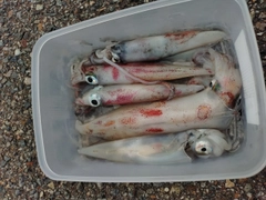 ケンサキイカの釣果