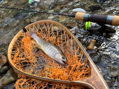 イワナの釣果