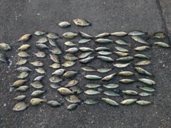 ブラックバスの釣果