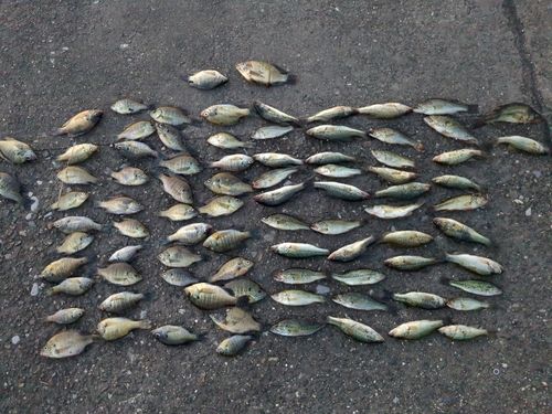 ブラックバスの釣果