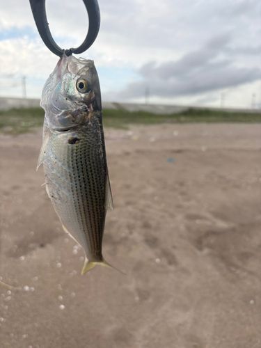 コノシロの釣果