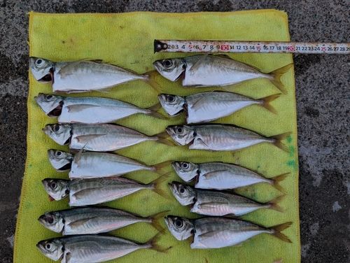 アジの釣果