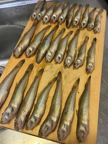 マハゼの釣果