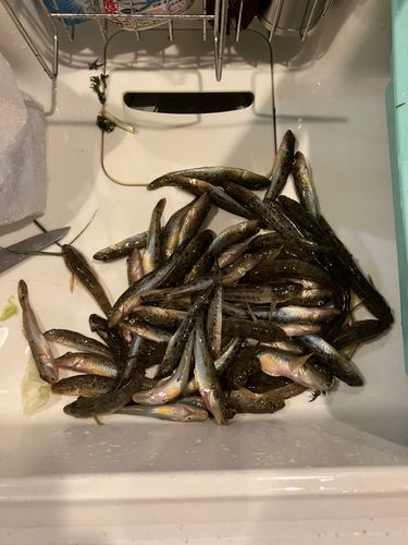 マハゼの釣果