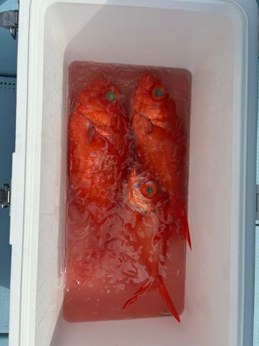キンメダイの釣果