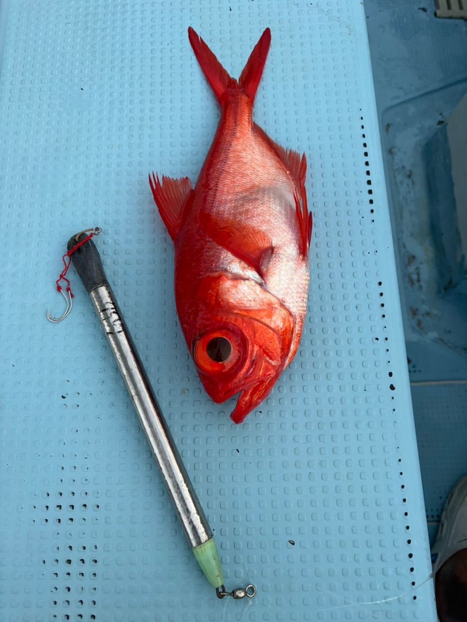 どかじゃさんの釣果 3枚目の画像