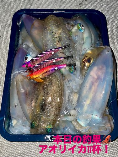 アオリイカの釣果