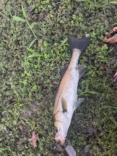 セイゴ（マルスズキ）の釣果