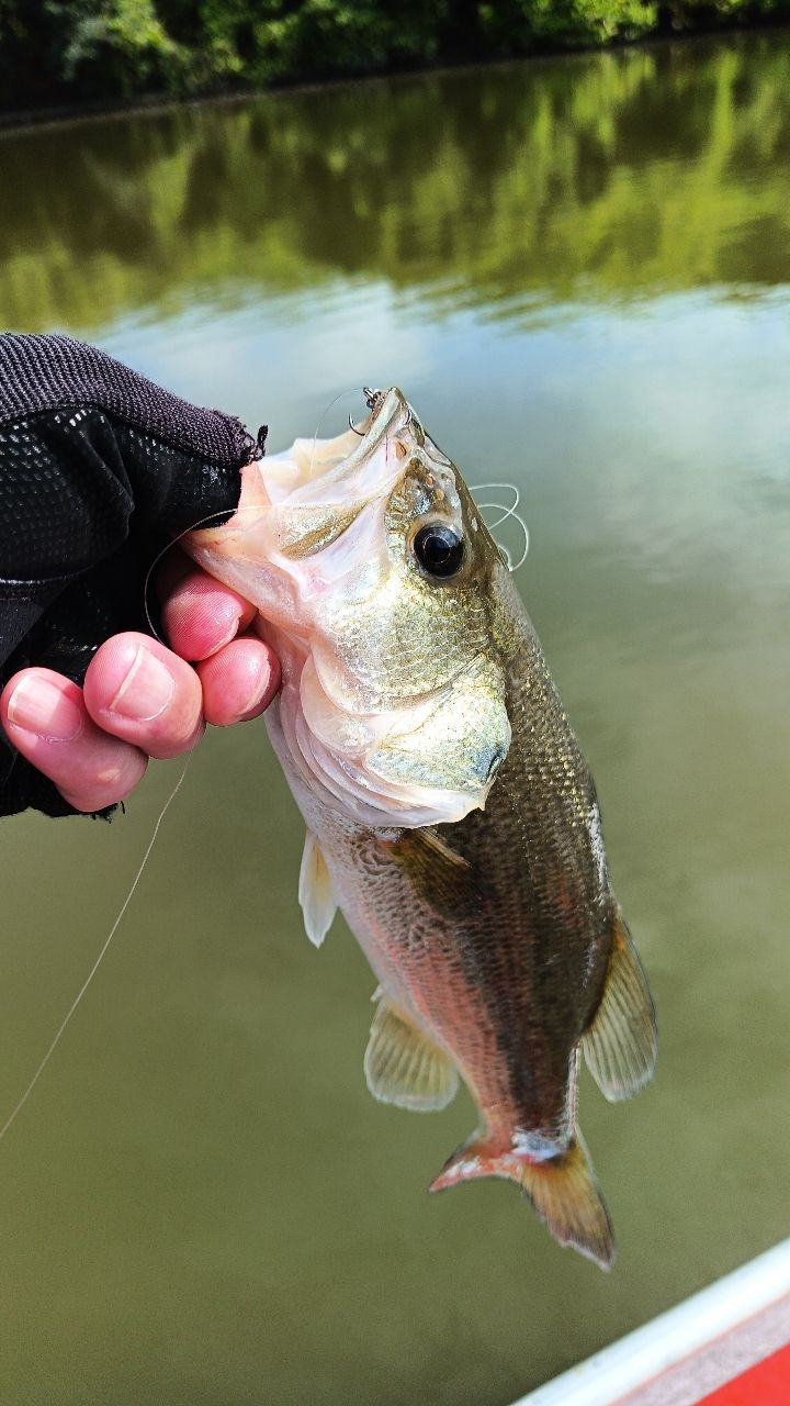 ラージマウスバス