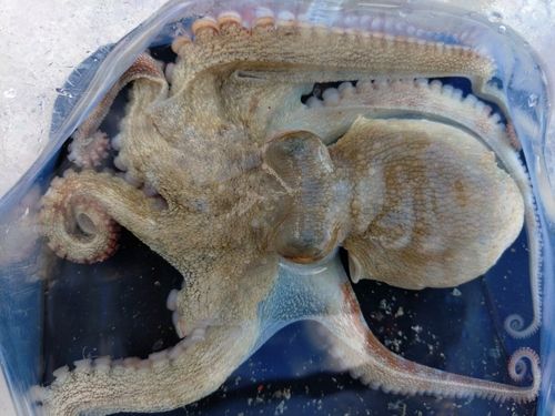 タコの釣果